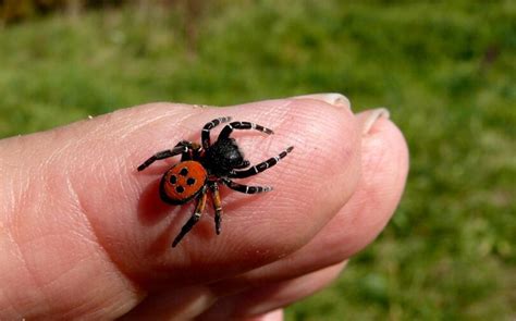 Spider Bites Treatment: Emergency and Preventative Care