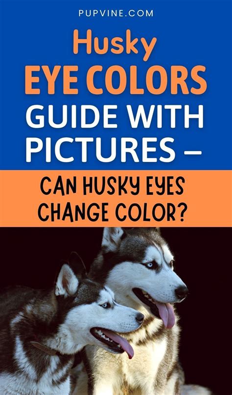 Husky Eye Colors With Pictures: Can Their Eyes Change Color? | Husky eyes, Husky with blue eyes ...