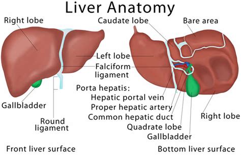 Congenital hepatic fibrosis causes, symptoms, diagnosis, treatment ...