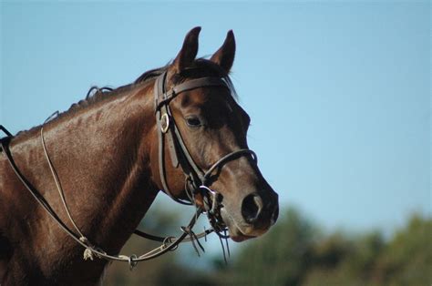 Free Images : ranch, rein, stallion, mane, bridle, horse riding, mare, horse head, halter ...