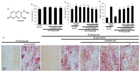 The chemical structure of scopoletin (A), and toxicity of... | Download ...