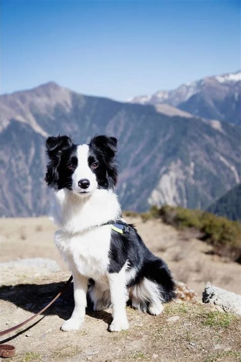 Border Collie Corgi Mix! – ALL You Need to Know – The Puppy Mag