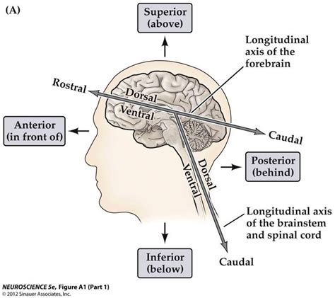 Ventral Brain Anatomy