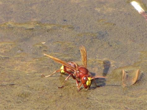 Oriental hornet (Front) by Faunamelitensis on DeviantArt