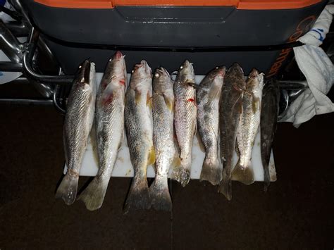 Two specks, and some big Northern Kingfish : r/SurfFishing