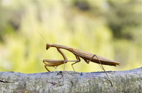 The Brown Praying Mantis- Lifecycle, Habitat, Behavior and Benefits ...