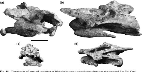 Figure 18 from A new skeleton of Phuwiangosaurus sirindhornae (Dinosauria, Sauropoda) from NE ...