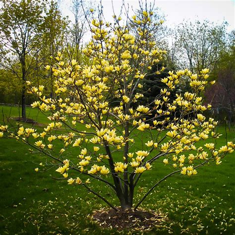 Magnolia ‘Butterflies’ | Kiefer Nursery: Trees, Shrubs, Perennials