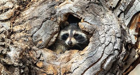 Raccoons: The Sneaky Scaredy Cats Of Worcester