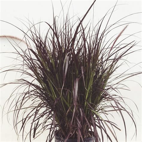 Pennisetum - Berns Garden Center & Landscaping - Ohio