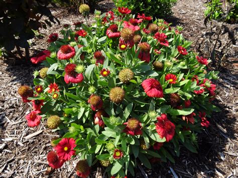 Blanket Flower, Gaillardia x grandiflora | Ryeland