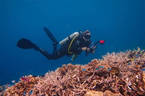 Half-Day Snorkel Trip Fiji - Dive into Tropical Waters