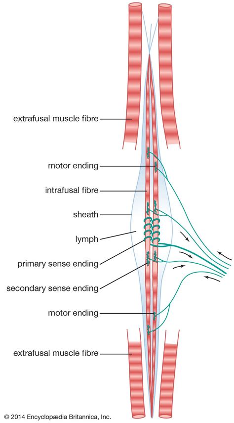 Human nervous system - Motor, Sensory, Reflex | Britannica