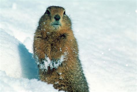 Arctic Ground Squirrel Photograph by William Ervin/science Photo ...