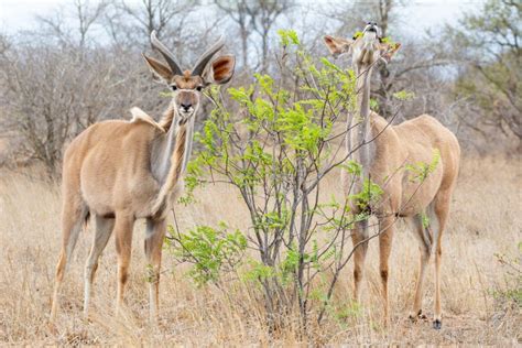 Kudu Antelope stock image. Image of green, adult, animals - 133582425