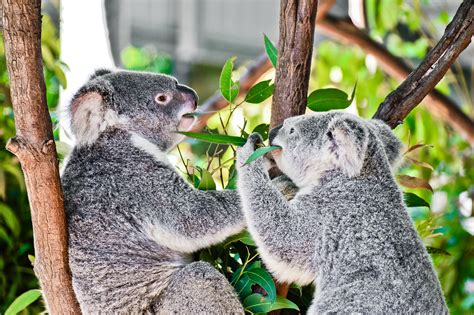 Where to see Koalas - The Luxury Travel Blog - Travel Luxury Villas