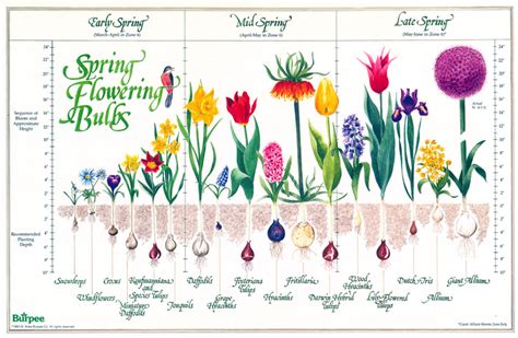 Bulb depth planting chart | Spring flowering bulbs, Bulbs garden design ...