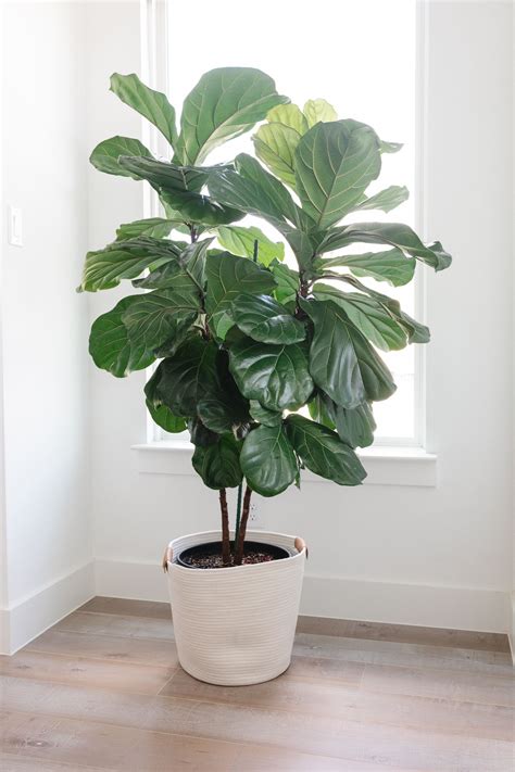 3 Proven Fiddle Leaf Fig Care Tips for the Best Growth - Color & Chic ...