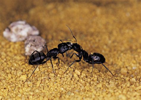 How to Kill Carpenter Ants With Wings With Borax | Home Guides | SF Gate