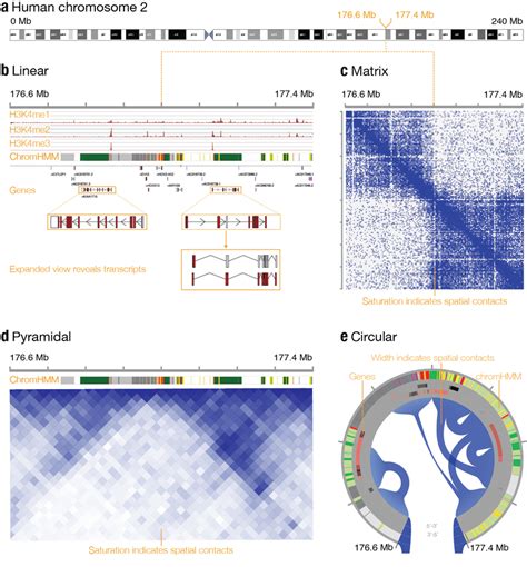 Genomic features of human chromosome 2. (a) The linear organization of... | Download Scientific ...