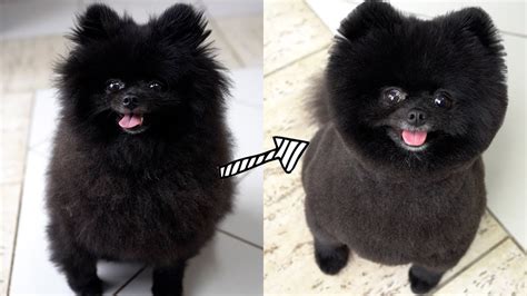 Pomeranian Teddy Bear Haircut Styles