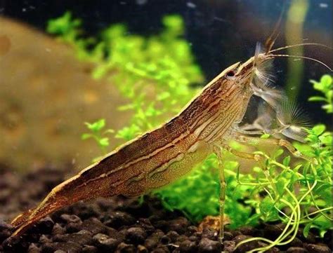 Bamboo Shrimp: Size, Care, Lifespan, Tank Mates | MeeThePet