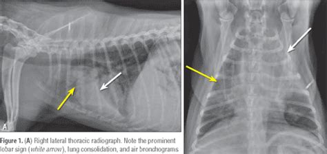 [PDF] Aspiration pneumonia in dogs: pathophysiology, prevention, and diagnosis. | Semantic Scholar