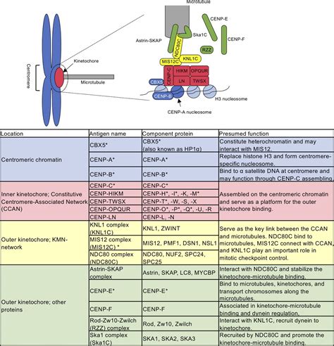 Anti-centromere antibodies target centromere–kinetochore macrocomplex ...