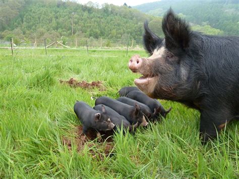 llandeilolocalfood.wordpress.com - berkshire pigs | Berkshire pigs, Animals beautiful, Pig