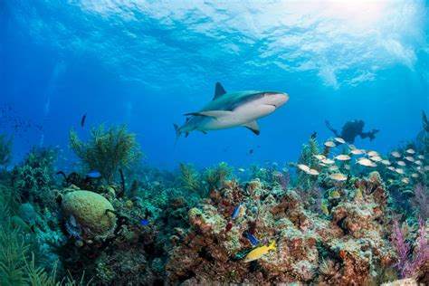 An introduction to sharks in the Caribbean | Top Villas
