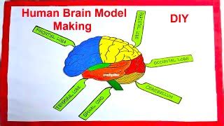 How to make Human Brain Model Making Using Cardboard With Labels | DIY - Science Projects ...