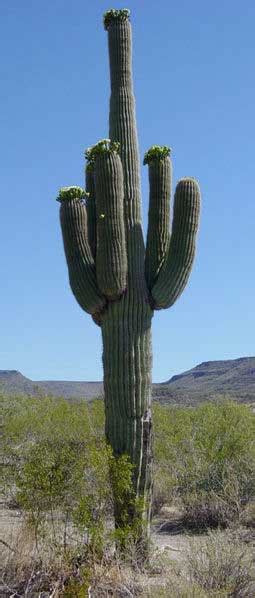 Arizona State Flower | Saguaro Cactus Blossom