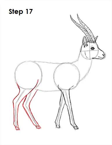 How to Draw a Gazelle