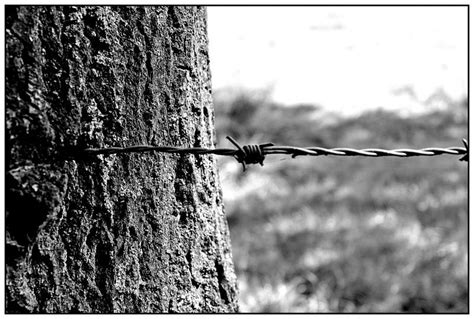 tree, nature, branch, fence, barbed wire, wood Pasture Fencing, Home ...