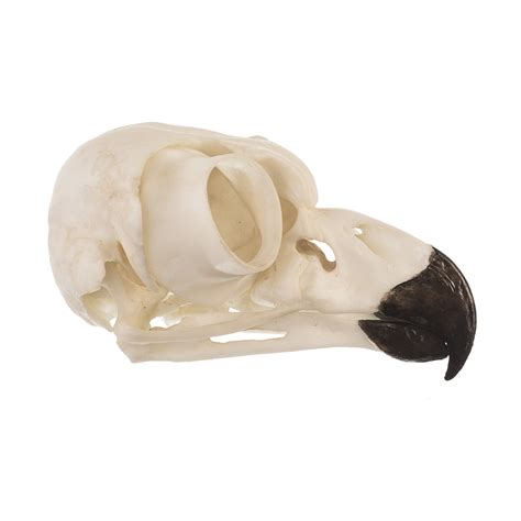 Replica Great Horned Owl Skull For Sale – Skulls Unlimited International, Inc.