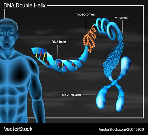 Dna Double Helix Diagram