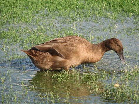 Raising Ducks For Eggs | Meyer Hatchery Blog