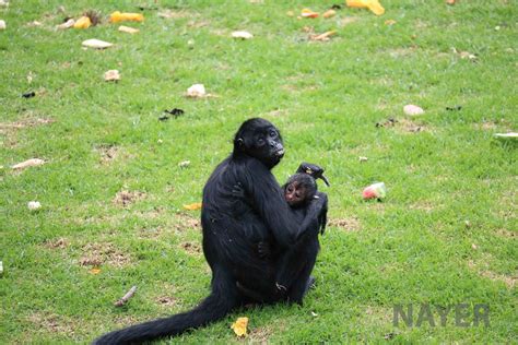 Black spider monkey + baby, March 2016 - ZooChat