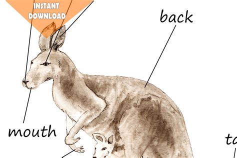 Kangaroo Anatomy Body Parts Diagram Australian Animals - Etsy Hong Kong