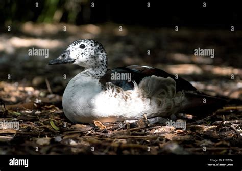 Mallard duck eggs hi-res stock photography and images - Alamy