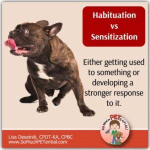 Habituation vs Sensitization In Dog Training | So Much PETential