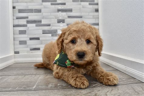 23+ Available Mini Goldendoodle Puppies - New Server