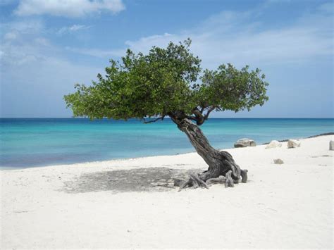 Eagle Beach – Palm-Eagle Beach, Aruba2LUXURY2.COM