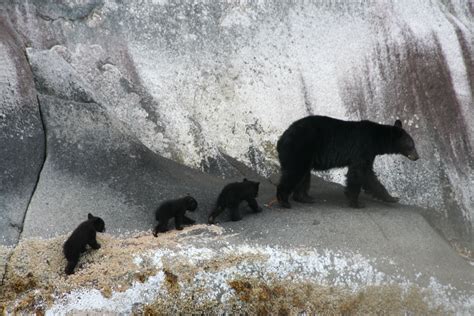 Black Bear Cubs | Grizzly Bear Tours & Whale Watching, Knight Inlet