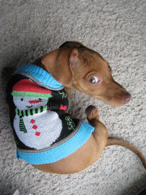 12 Majestic Dachshunds Who Totally Redefine Perfection | Christmas dog sweater, Dachshund love ...