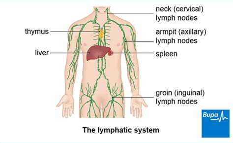 Swollen Lymph Nodes Diagram