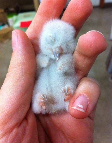 Cute Baby Owl Photos, Videos, and Facts - Animal Hype