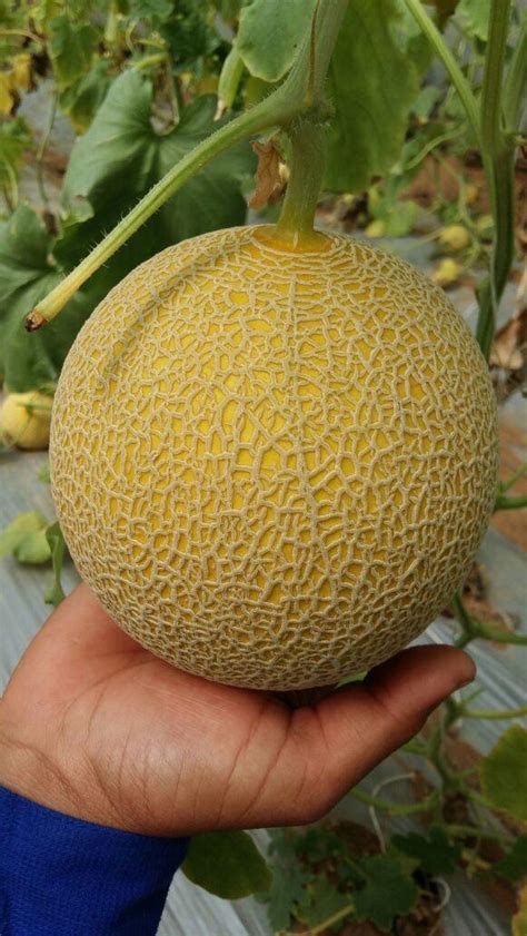 Buy Muskmelon Seeds Online | Farmers Stop