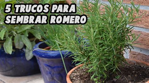 5 TRUCOS PARA SEMBRAR Y CUIDAR DEL ROMERO (TODO LO QUE NECESITAS SABER) - YouTube