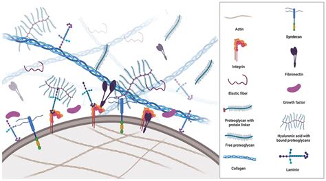 Extracellular Matrix Components